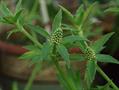 Mexican coriander ، long coriander